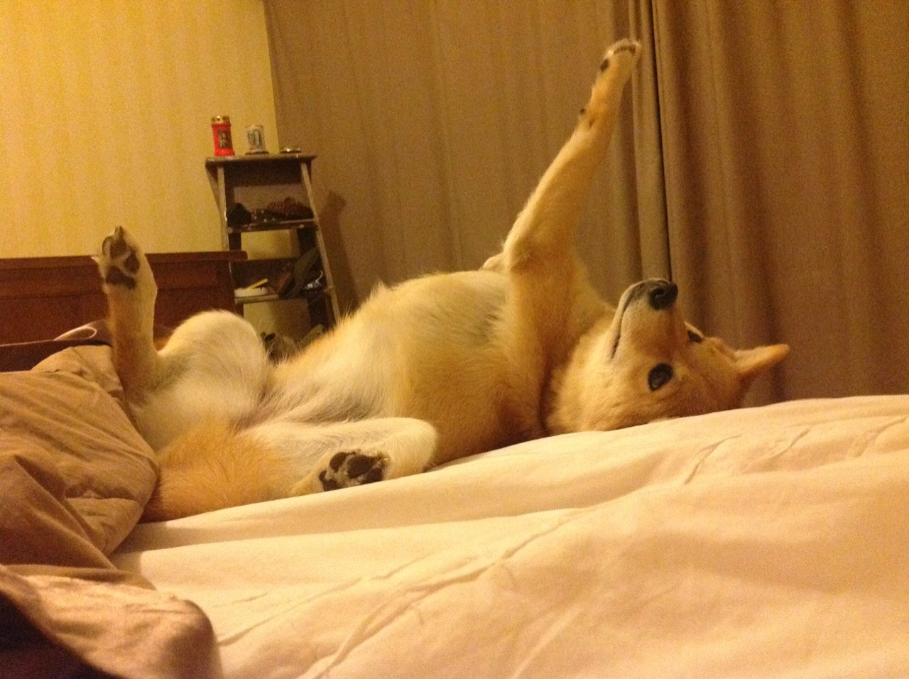 新王立讯,文班亚马一剑封喉,老鹰振翅终结灰熊狂奔