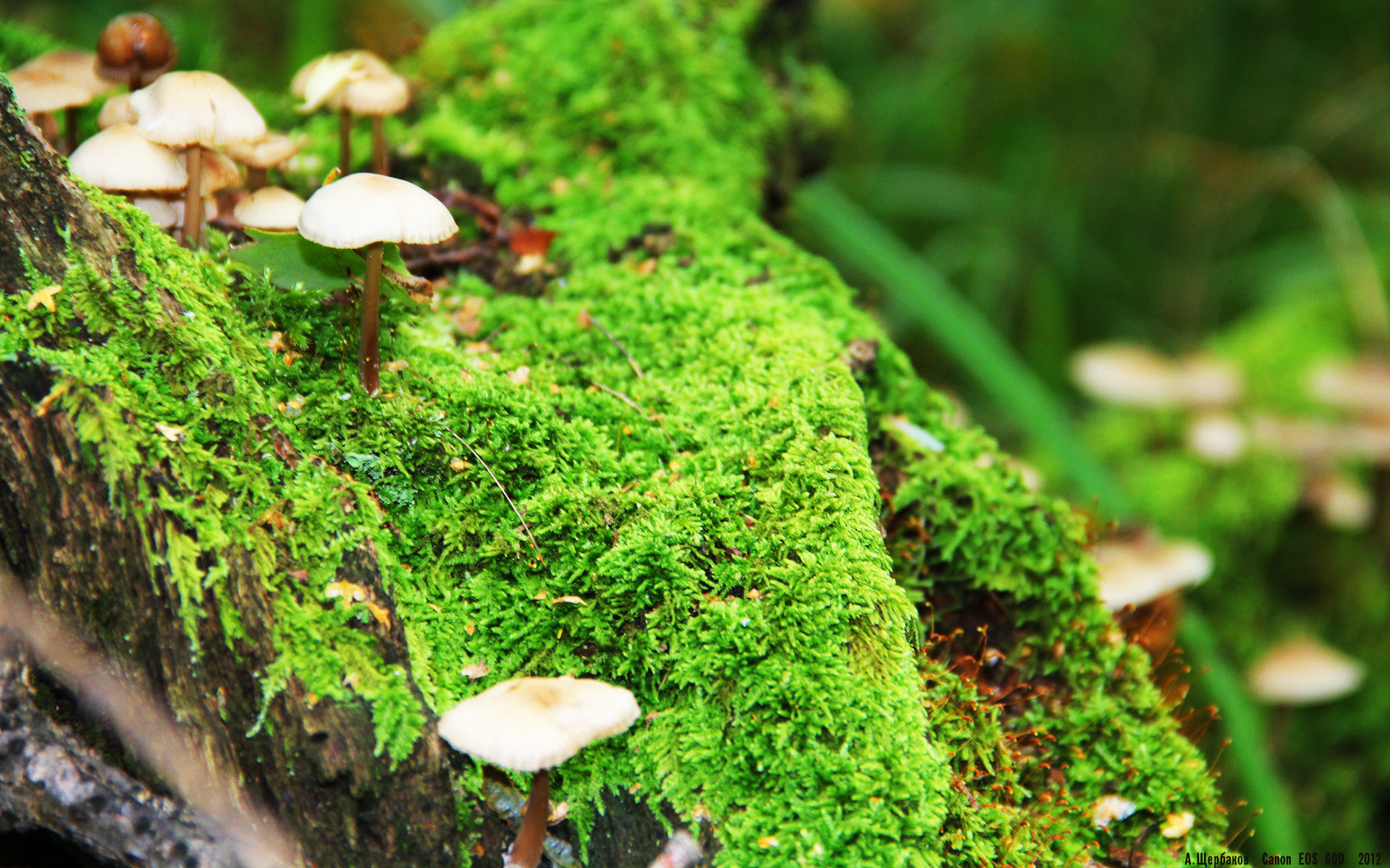 范戴克的关键回合,日本对阵哥斯达黎加比赛中的防守艺术