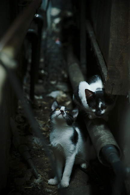 外交乌龙与绿茵救赎，当巴斯托尼绝杀一场国际风波