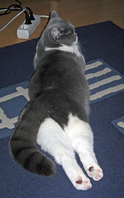 绿茵统治力与木地板智慧，英超焦点战与掘金胜利背后的竞技哲学