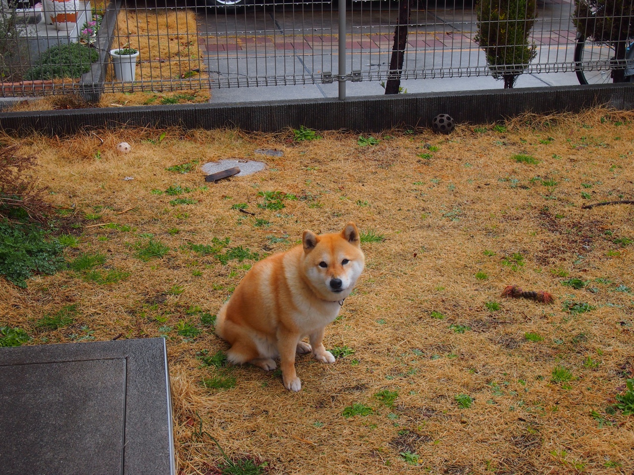 篮筐下的赛道，当太阳从上海滩的F1弯道中升起