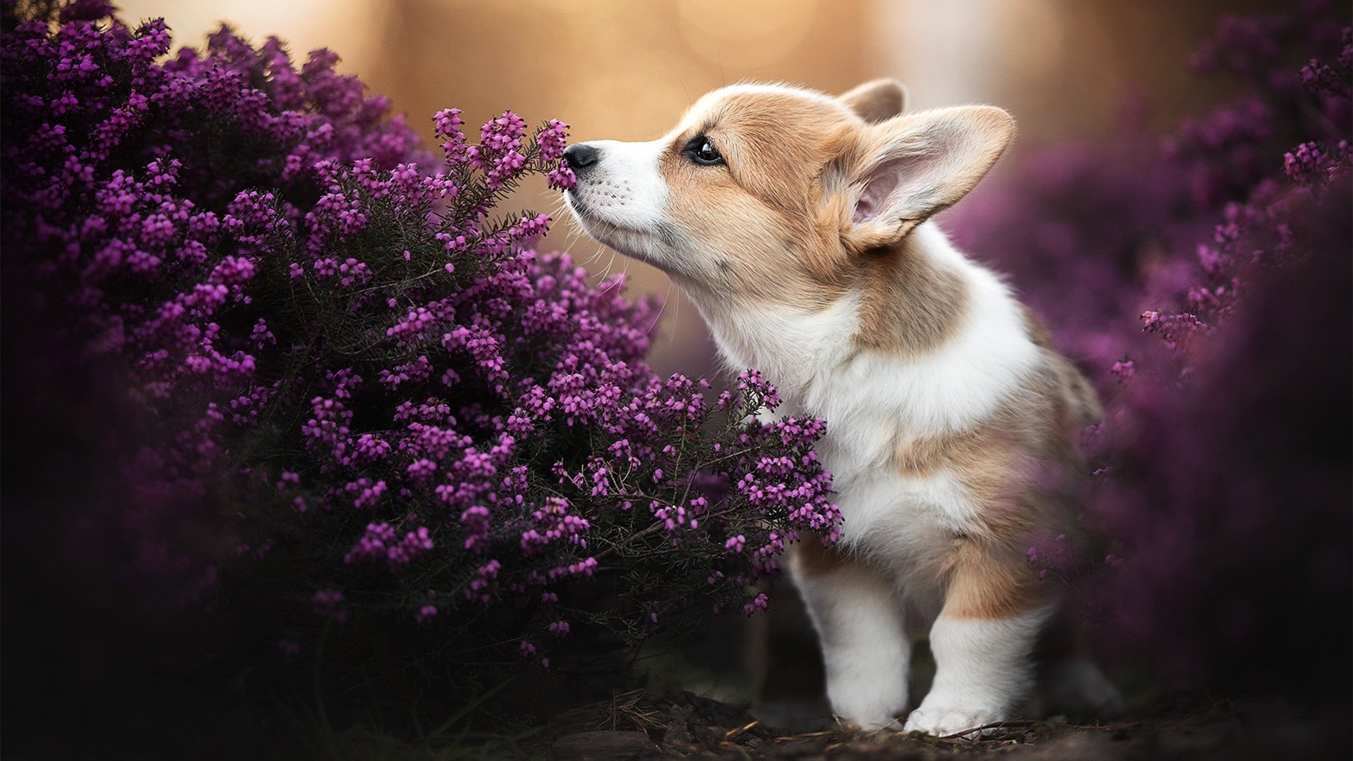 欧冠淘汰赛之夜，莫兰特用实力书写篮球传奇