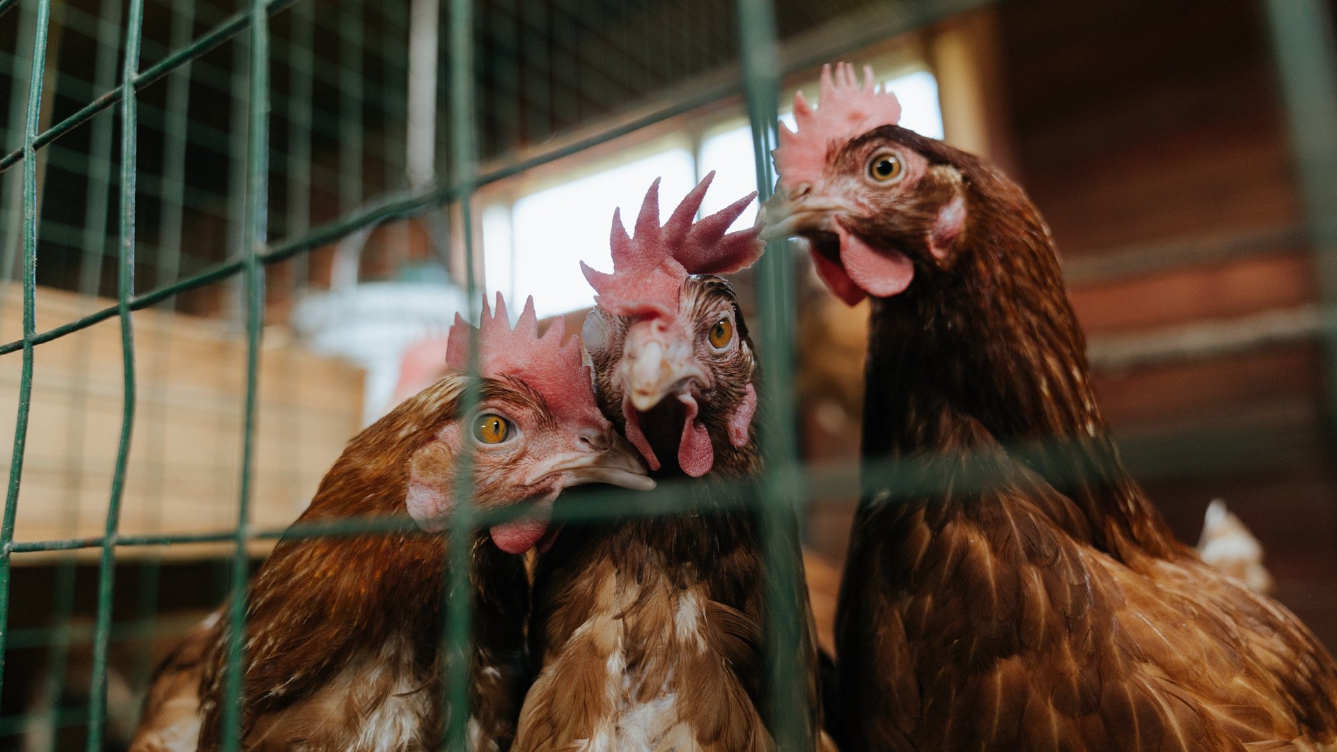 拉亚交响乐，瑞士4-0丹麦，一场由门将指挥的进攻狂想曲