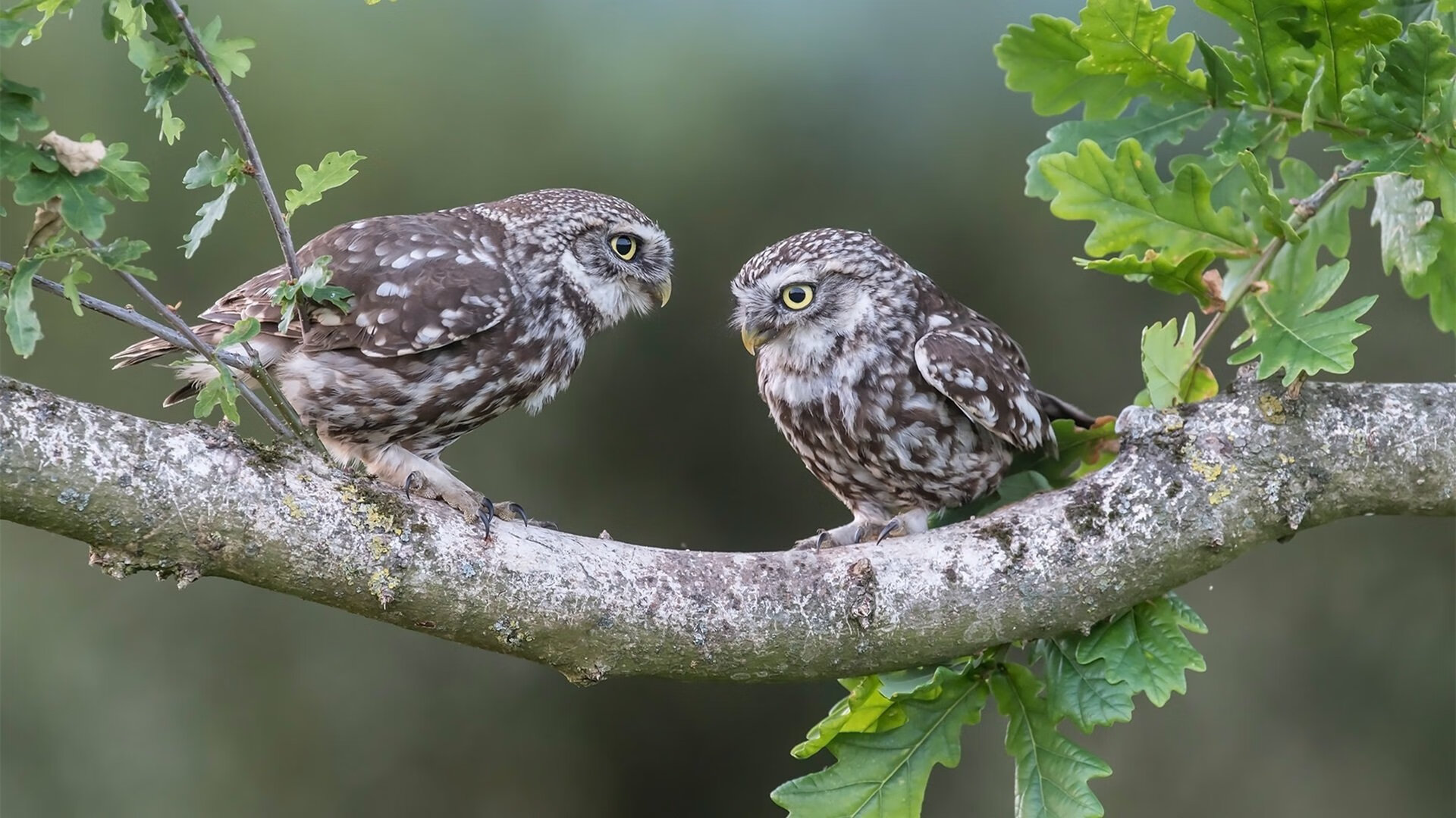 足球世界的北欧寒流，当挪威用冰封战术强行终结葡萄牙，德里赫特如何成为全局的关键先生