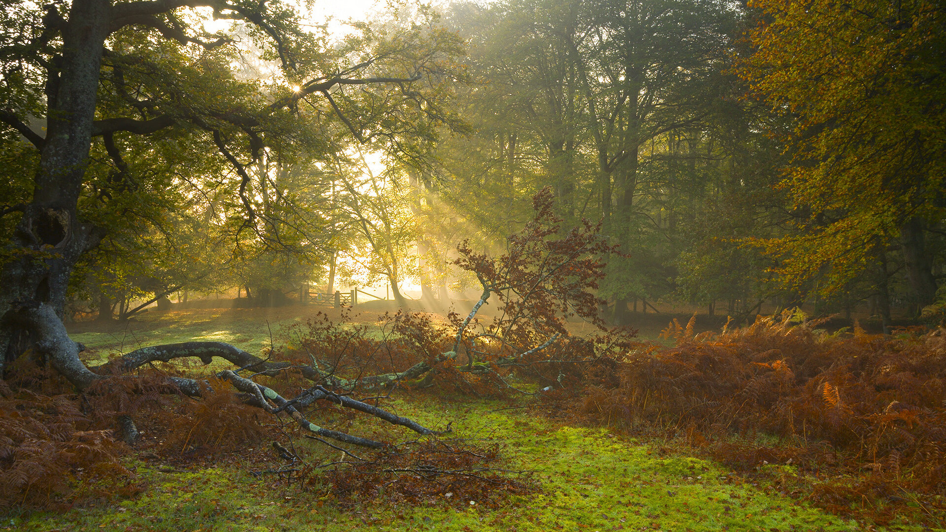 钢铸莲花，巴斯托尼封喉时刻的无声美学
