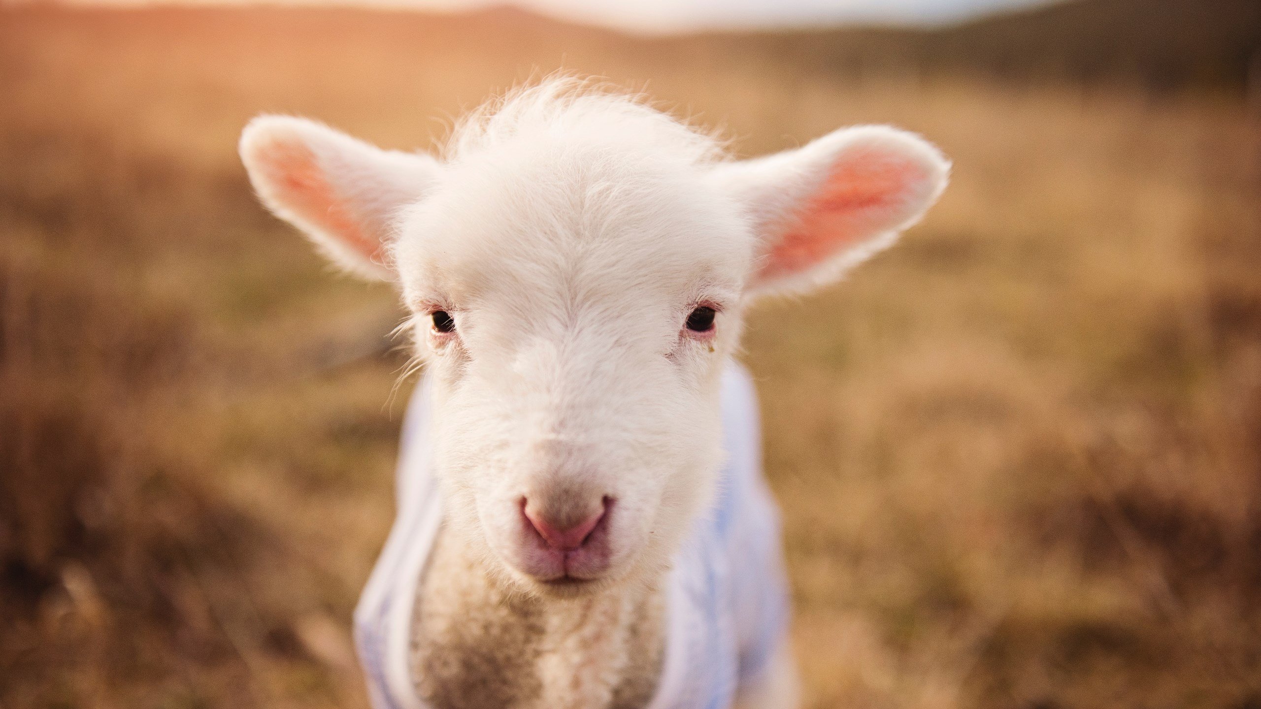 孤独的英雄，奥斯梅恩在集体足球时代绽放个人光芒