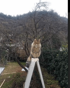 霍勒迪的凌晨四点半，那记点燃奇才与步行者之夜的绝命三分