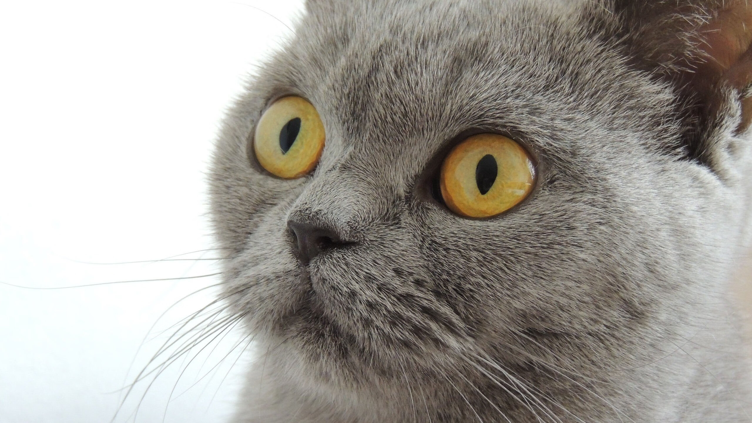 跨越时空的锋刃，当马刺战术哲学遭遇辽宁铁血，乔治一剑封喉